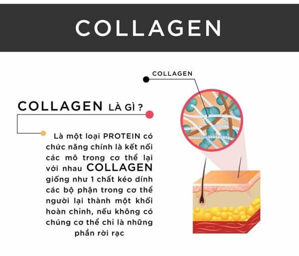 collagen là gì